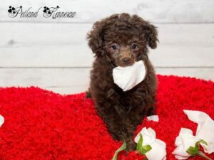 Poodles for sale