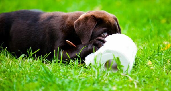 How To Potty Train A Dog In 7 Days