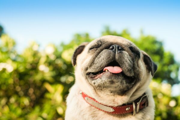 7 Fun Facts About Pugs