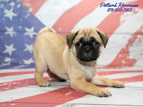 Pug Pups for Sale: Give In and Join the Smushy Face Party!