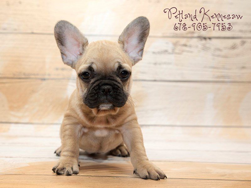 Pet Store Banner