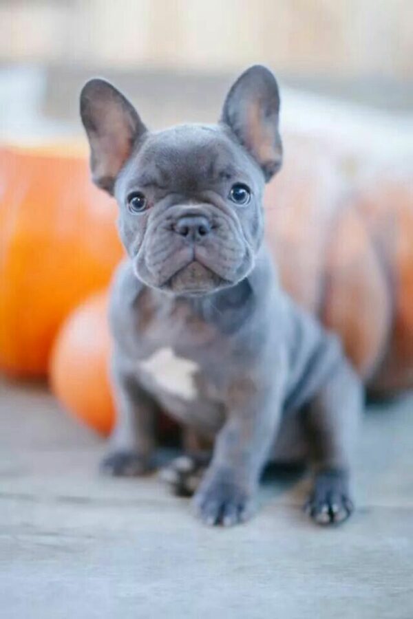 Petland’s 5 Most Precious Puppy Facts