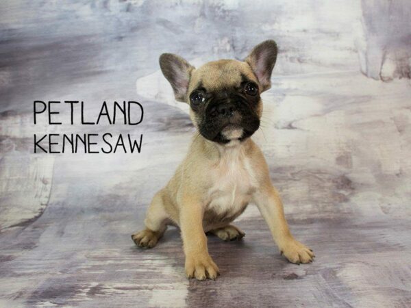 Puppies for Sale: 3 Types of Puppies You May Love