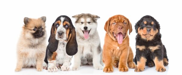 Precious Puppies Near Me