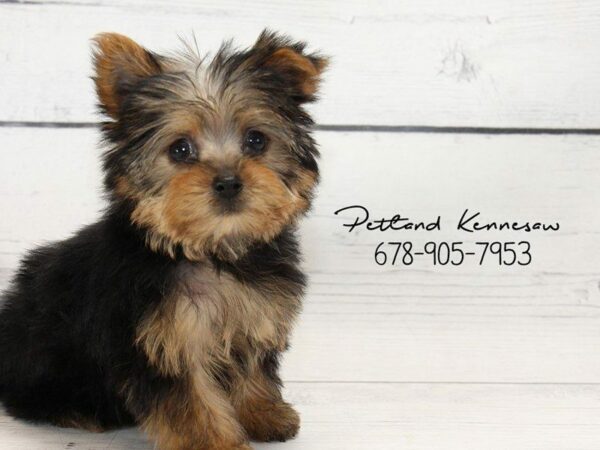 We’ve Got Puppies For Sale in Atl!