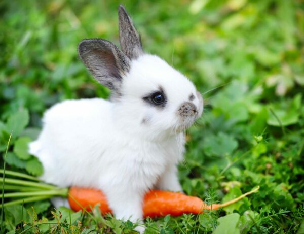 Hop Over to See Our Rabbits!