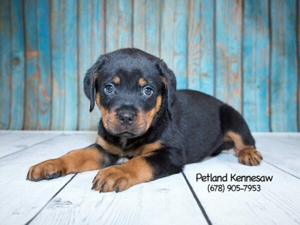 5 Reasons to Love a Rottie Puppy