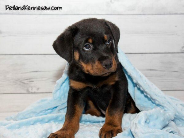 Rottweiler Puppies for Sale: Getting to Know the Rottweiler Dog Breed
