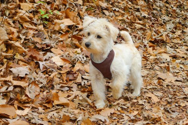 10 Schnoodle Facts