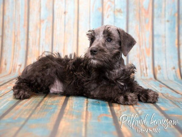 When Schnauzers and Poodles Collide: Schnoodle – A Beautiful Mix