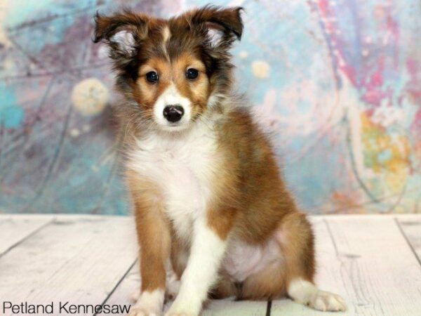 Sheltie Puppies for Sale, Why You Need One of these Precious Pups!