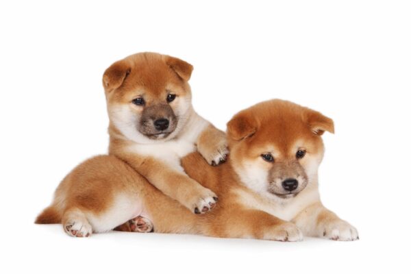 How to Manage Shiba Inu Puppies Hair