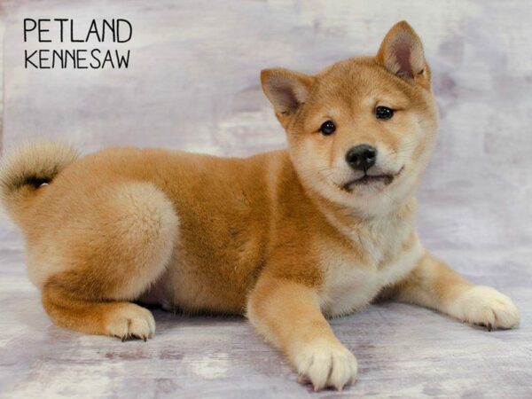 Three Thrilling Facts About Shiba Inu Puppies for Sale