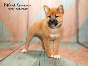 shiba inu puppies for sale