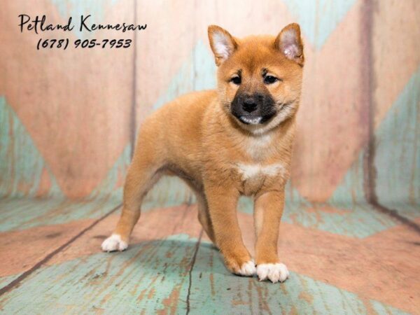Shiba Inu Puppies for Sale: You’ve Probably Never Heard of this Popular Breed!