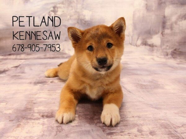 The Unique Shiba Inu: 3 Things You Should Know