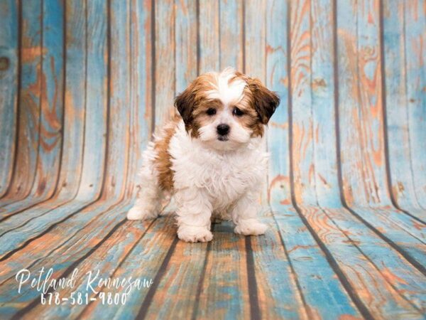 10 Things You Should Know About Shih Poo Puppies!