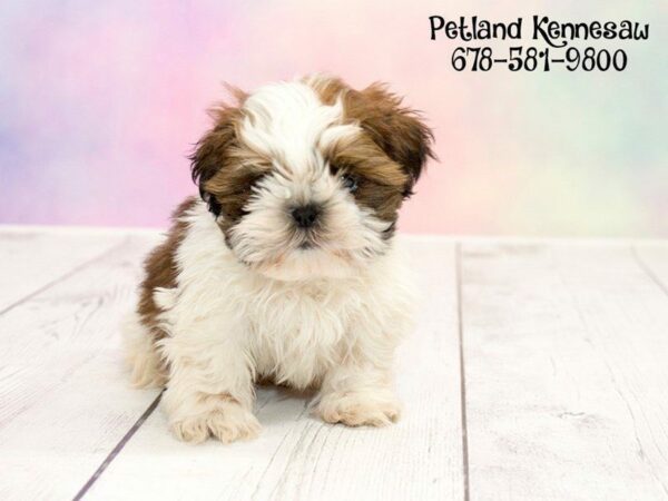 Nothing Warms the Heart Like a Precious Shih Tzu for Sale!
