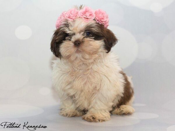 Shih Tzu Puppies for Sale: What Happens When You Have a Shih Tzu for a Pet?