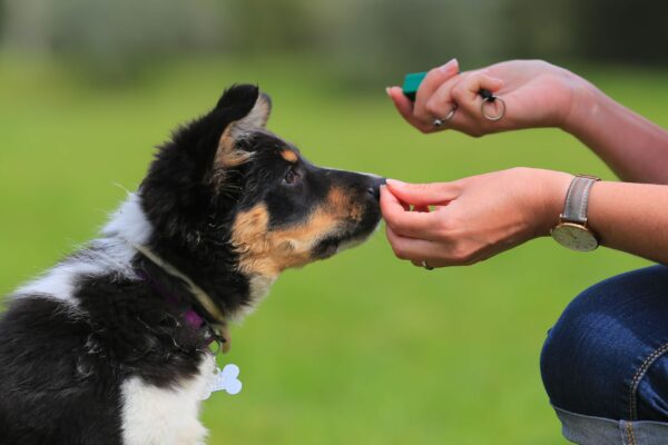 Puppy Training – Petland Can Help You!