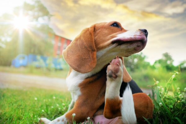 7 Effective Flea and Tick Prevention Tips for Dogs