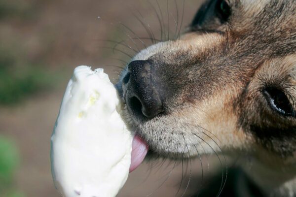 Ways to Keep Your Pup Cool All Summer