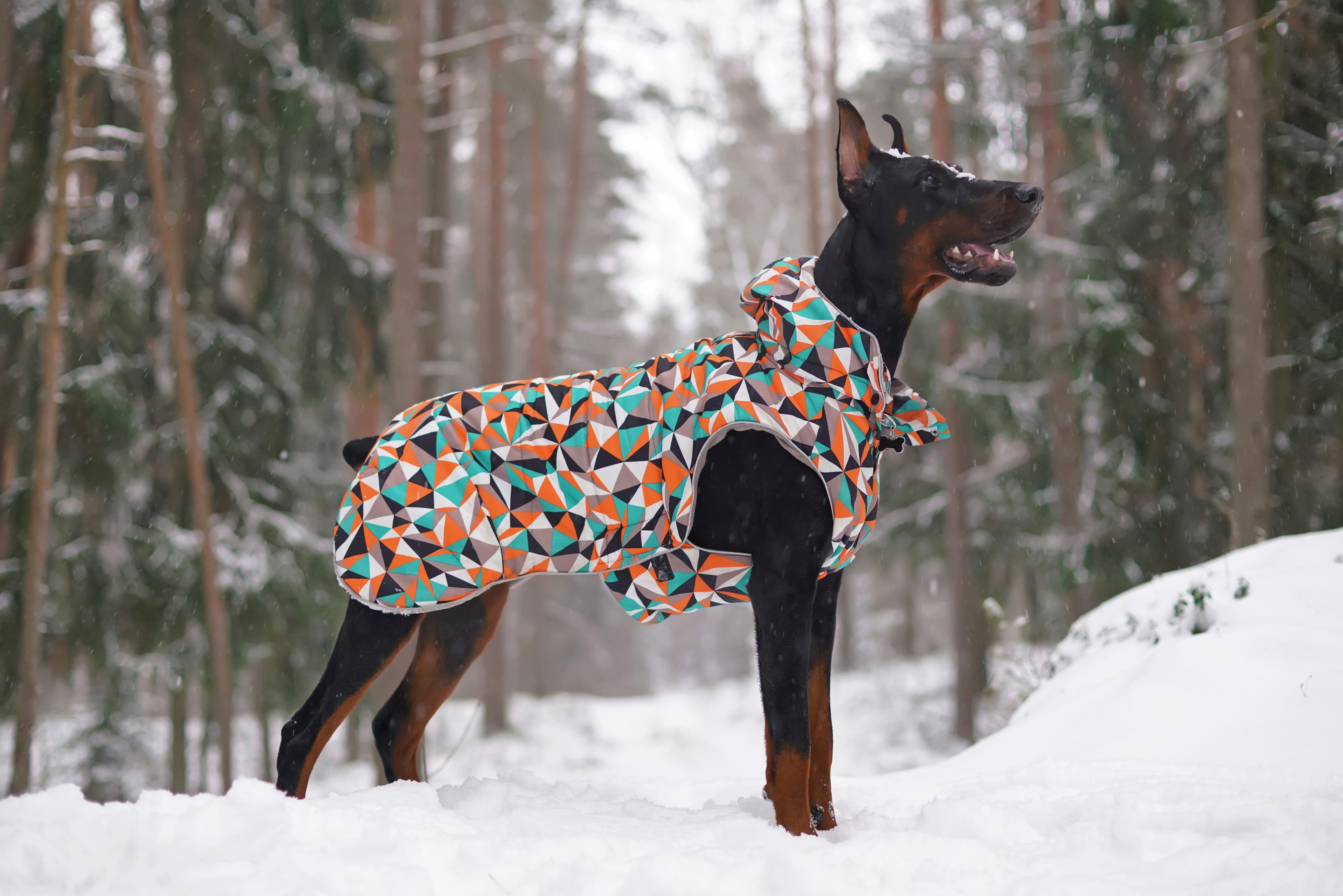 Winter coats hotsell for big dogs