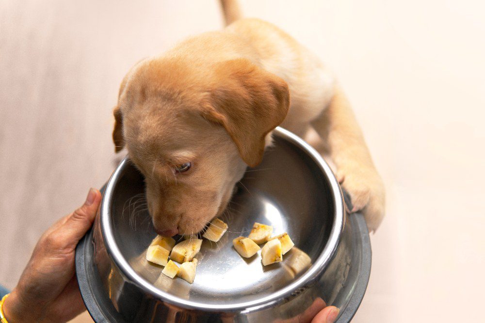 The Best Food for Picky Puppies