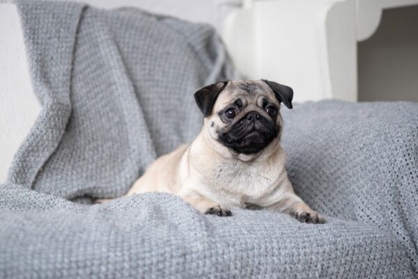 The Best Dog Breeds for Working From Home
