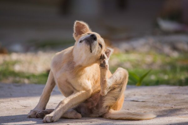 Spring Allergies Aren’t Just For Humans
