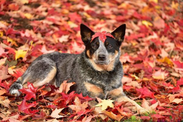 Dog Photography: This Is How to Take Great Fall Photos With Your Dogs