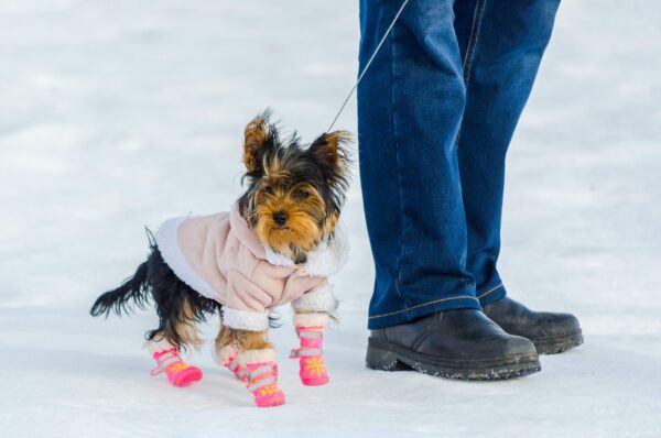 Snow Matter What, Protect Your Pup’s Paws