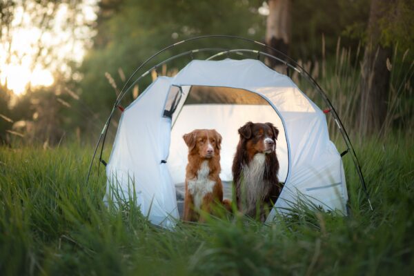 5 Fun Things to Do With Your Dog This Summer