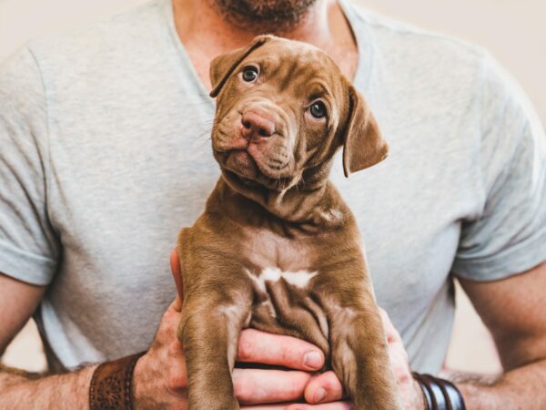 Natural Disaster Preparedness For You and Your Pets: A Quick Guide