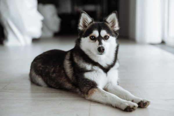 Breed Profile: Pomsky