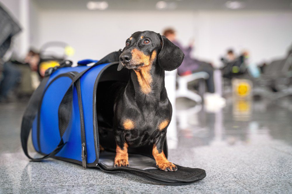 Pets on Planes: Worth the Hassle?