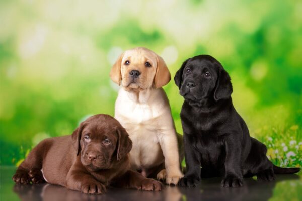 Breed Profile: Labrador Retriever