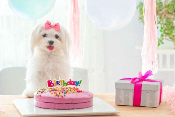 5 Fun Ways to Celebrate Your Pup’s Birthday
