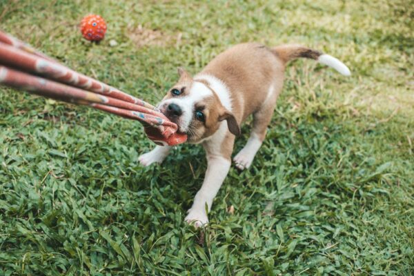 Canine Careers