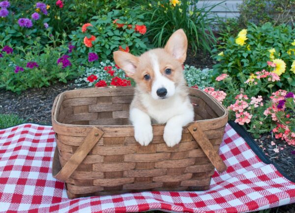 National Picnic Month: Planning the Paw-Fect Dog-Friendly Picnic