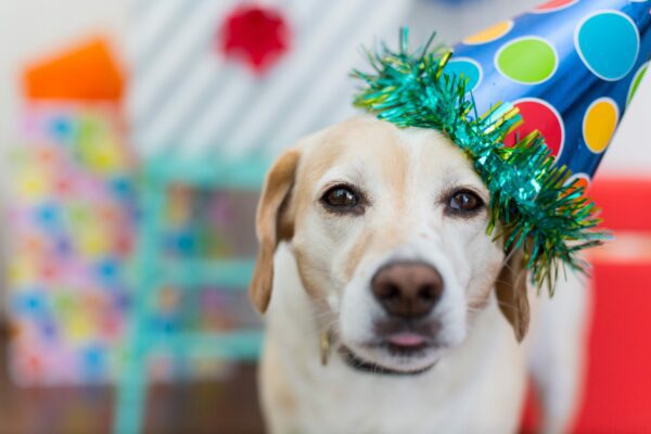 4 Ideas for Celebrating Your Puppy’s Birthday!