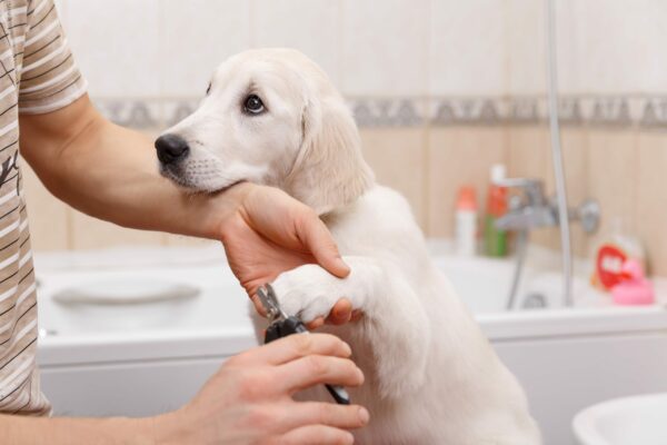 Dog Grooming Tips and Tricks