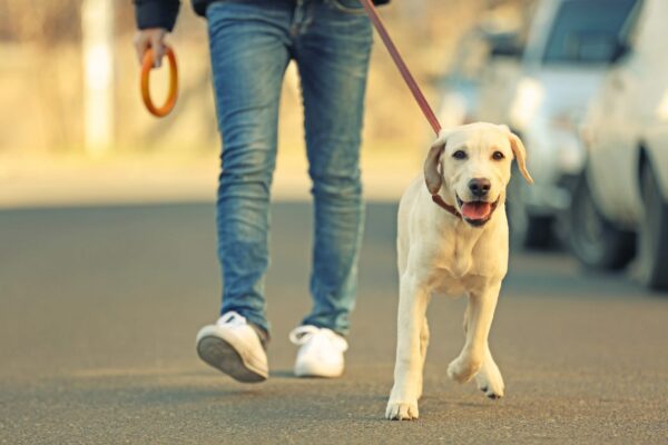 Tips for City-based Dog Parents