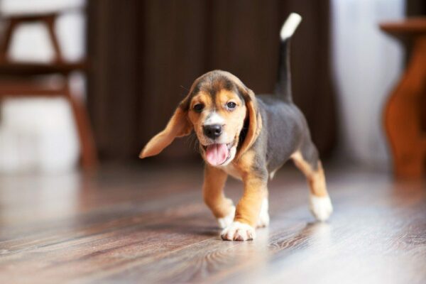 Essentials to Leave for Any Dog-Sitter