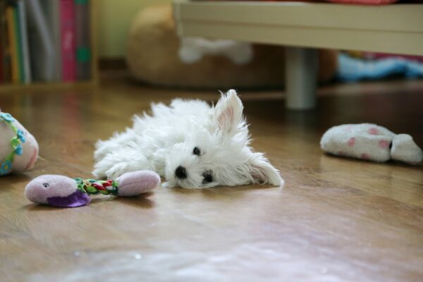 How To Tell If Your Dog Is Getting Too Much Exercise