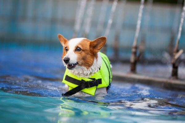 10 Ways to Make Swimming Safer With Your Canine