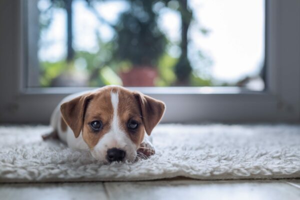 Keeping Carpet Clean with Pets