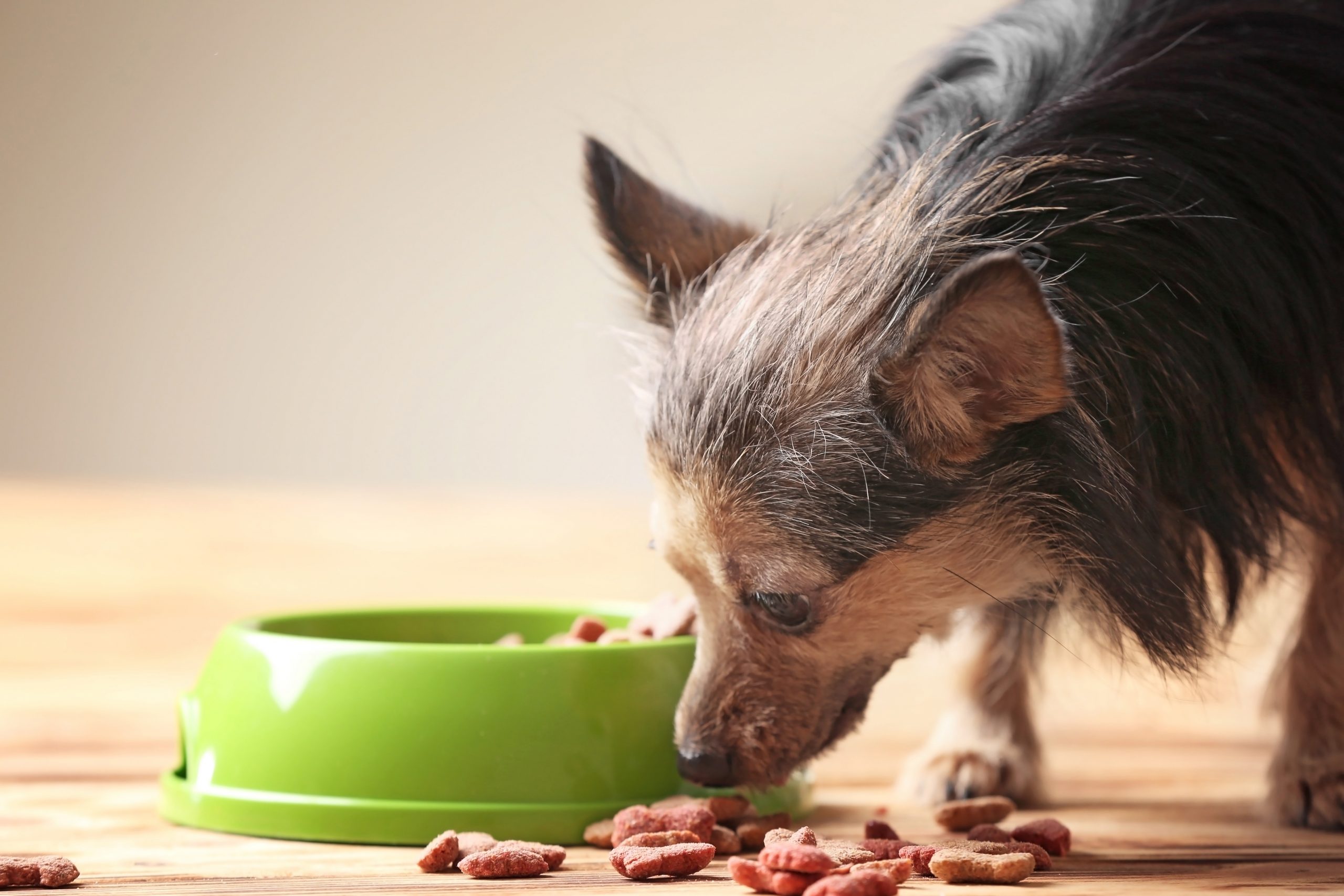 Food for Senior Dogs