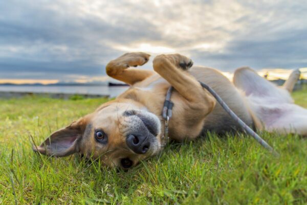 Tips for Beating Flea and Tick Season