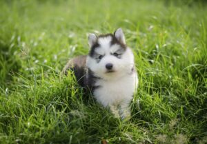 siberian husky dogs